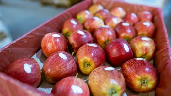 appel fruitsticker gft