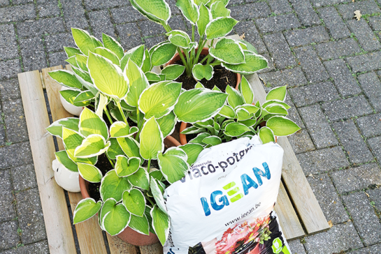 IGEAN potgrond